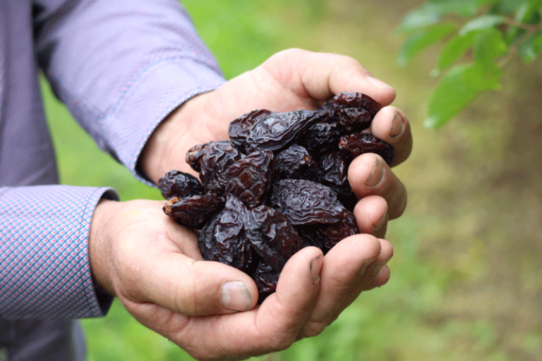 IMG_4287 pruneauxvalleeverte