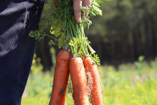Jus vallee verte filière partenaire carottes