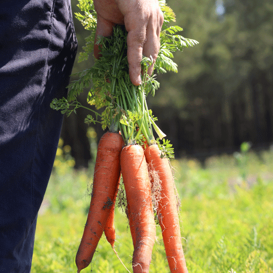 filière partenaire carottes