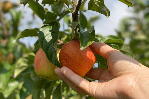 pomme-jus-du-soleil pommes vallée verte