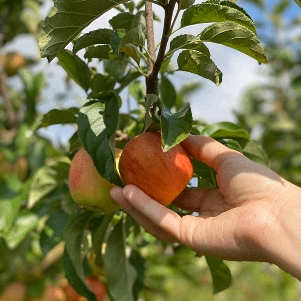 pommes vallée verte