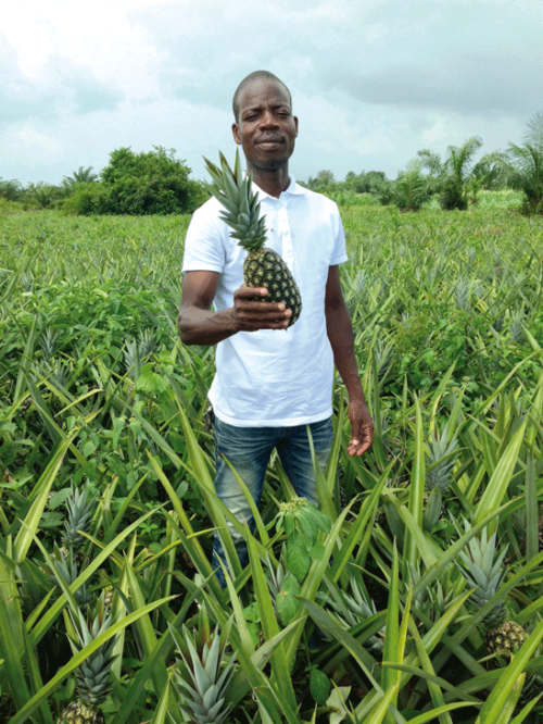 vallée verte - ananas