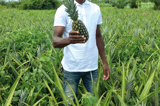 Producteur ananas bio vallée verte - ananas