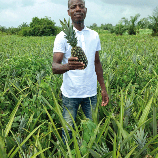 vallée verte - ananas