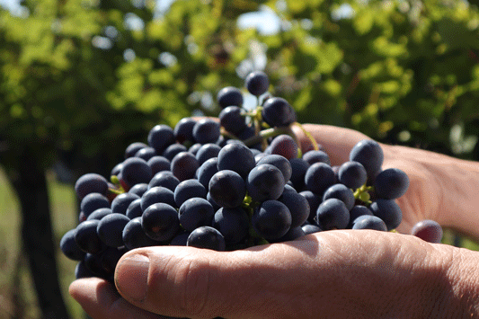 Raisin vallée Verte raisin vallée verte