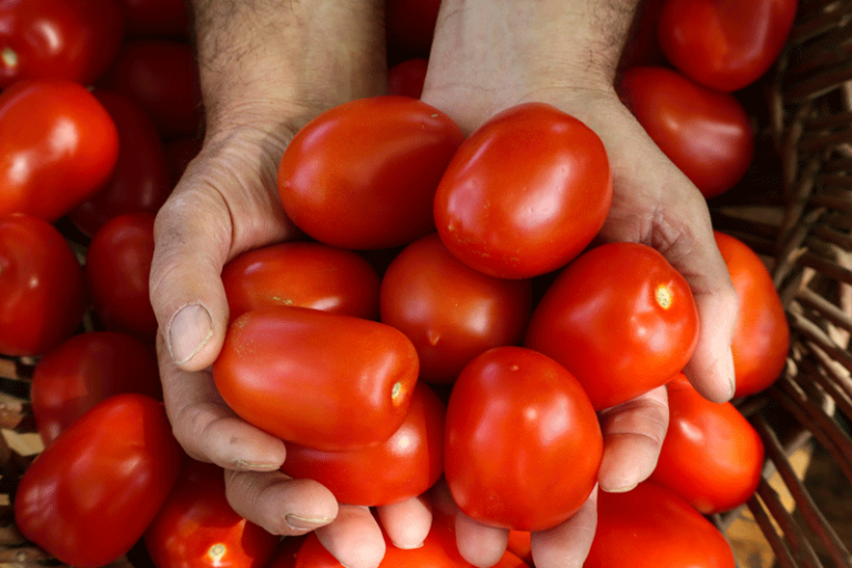 Tomates Jus vallée verte